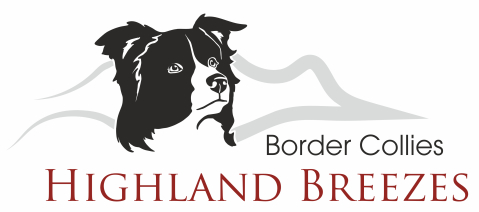 Highland Breezes Border Collies